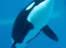 Auch dieser Blick wird euch bei der Discovery-Tour geboten: Orcas von unten.