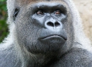 Das Resultat gibt's hier: Rote Klüsen wohin der Gorilla auch blickt.