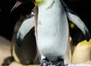 Wie die Befrackten genau heißen, hab ich natürlich wie immer vergessen.