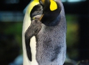 Aber es dürfte wohl irgendwas mit Pinguinen zu tun haben.