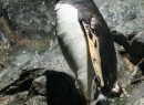 Angeblich ist es das größte Pinguinarim der Welt.