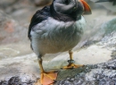 Wobei er eigentlich gar nicht wie ein Pinguin aussieht - aber egal!