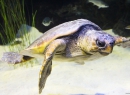 Eine Wasser-Schildkröte gibt es einige Becken weiter zu sehen.