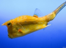 Und das hier ist der gemeine gelbe Kastenfisch.