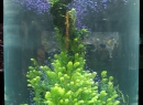 Viele kleine Neons, wie man sie auch aus dem heimischen Aquarium kennt.