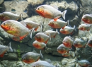 ...Piranhas! Gibt's denn nur so gefräßige Bewohner? Mal weiter schauen...