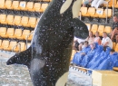 Wegen der Orca-Haltung steht der Loro Parque in letzter Zeit verstärkt in der Kritik von Tierschützern.