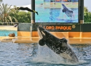 Daher gibt es solche Bilder aktuell nicht mehr. 2009 wurde ein Trainer durch eines der Tiere getötet. Mitterweile sind bei den Shows keine Menschen mehr im Wasser.