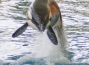 Aber genug von den Orcas. Machen wir einen Sprung (Hammer-Überleitung) zu den Delphinen.