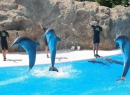 Die Delphine müssen sich bei der Orca-Konkurrenz ganz schön anstrengen.
