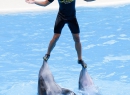 Ein Mann und seine Delphin-Kumpels. Na da schmelzen doch die Frauenherzen.