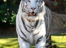 Zwei Tiger leben auf der Insel - sie hier ist ein Weibchen...