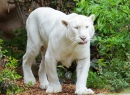 ...er hier ist das Männchen. Tante Wiki sagt, er heißt Prince.