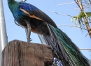 Ganz oben an einer Hängebrücke wohnt dieser Pfau.