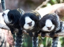 Wieder zurück aufs Land - allerdings leben auch diese putzigen Tierchen hinter Glas