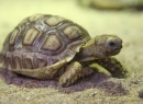 Mini-Schildkröte - auch große Exemplare gibt's im Park zu sehen.