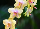 Nicht nur Fauna, auch Flora gibt's im Loro Park reichlich - zum Beispiel diese Orchideen.