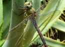 Hin und wieder findet man zwischen all der Flora auch ein bisschen Fauna.