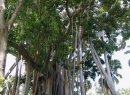 Auf mehreren Metern Länge erstrecken sich die Wurzeln des Baums.