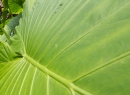 Aber hauptsächlich grünt und blüht es im Botánico.