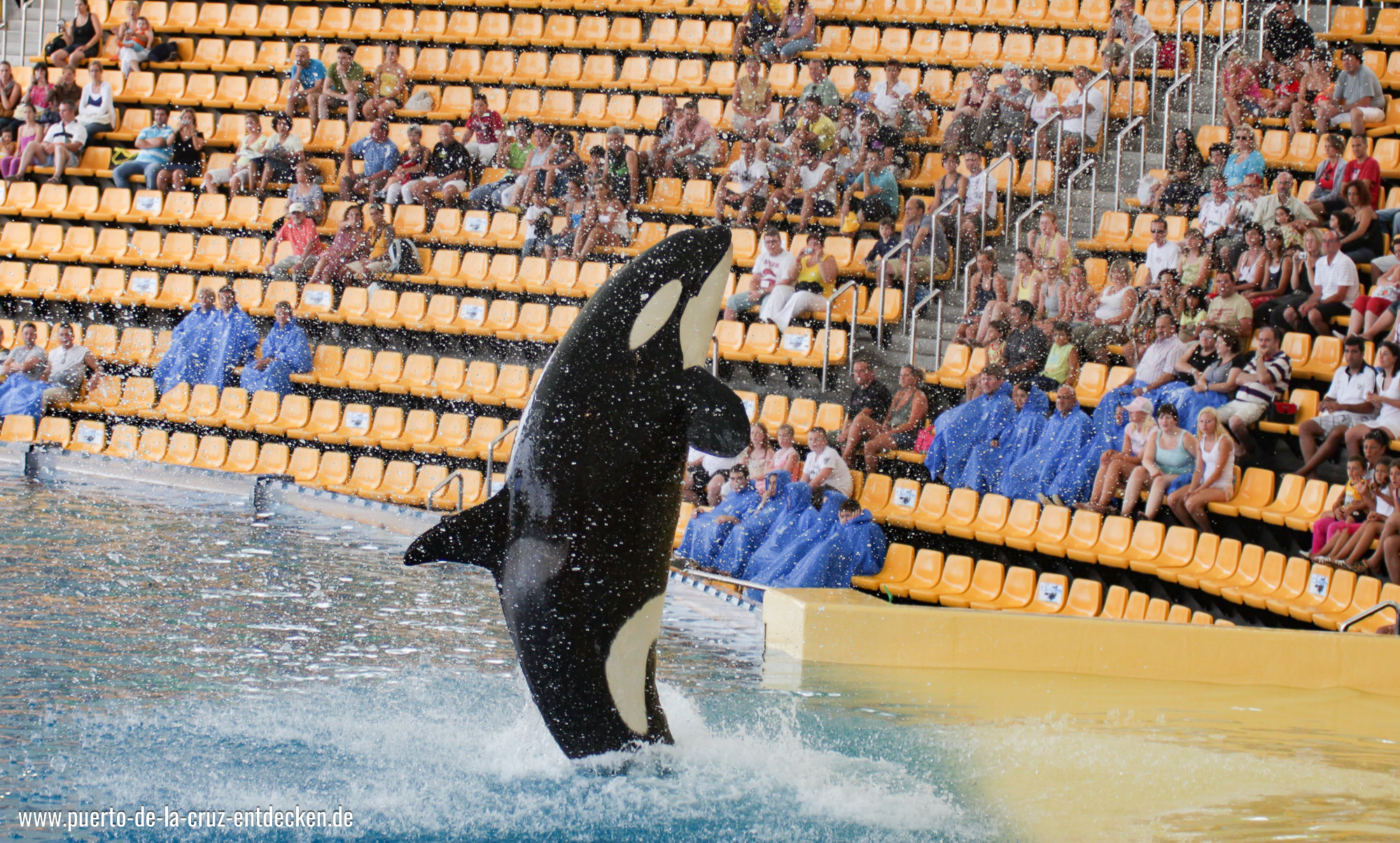 Orca Show im Loro Parque