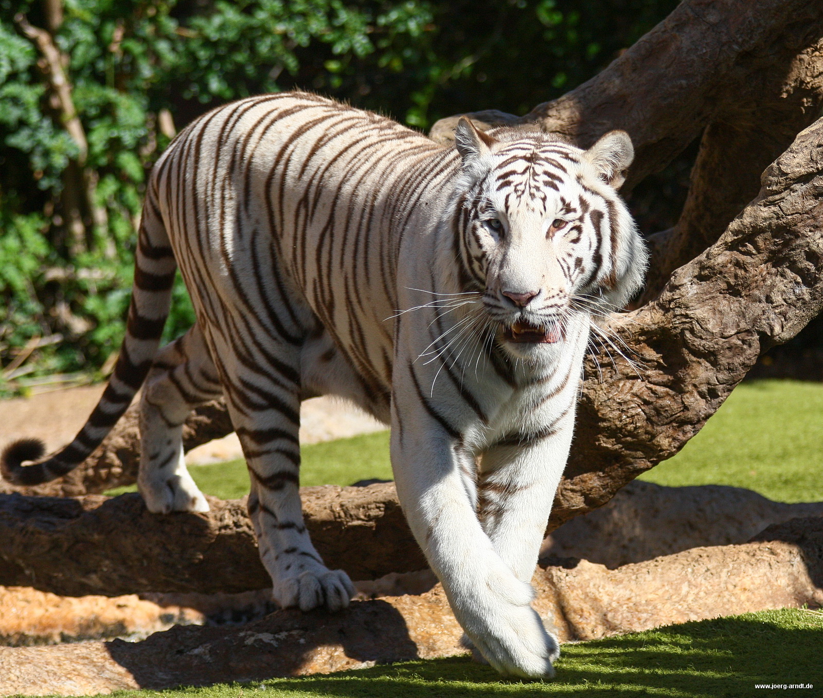 Die weißen Tiger sind eine weitere Attraktion des Parks.